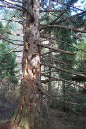 Cedar-tree-on-San-Juan-Island