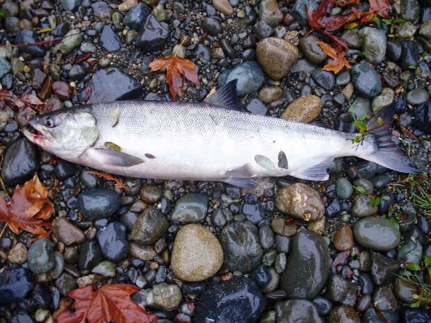 Northwest Outdoors, San Juan Islands Washington.