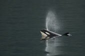 Orca breath, San Juan Island