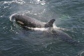 Orca whale from above, San Juan Island Washington.